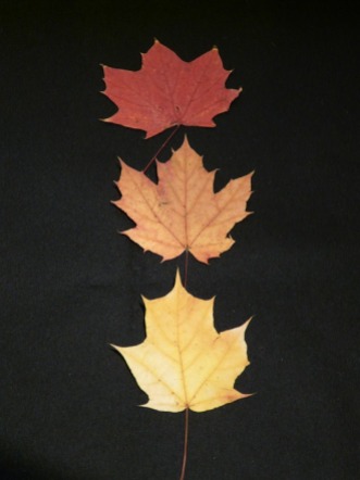 maple-leaves-63224_960_720